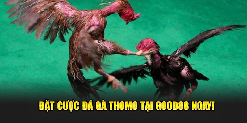 Dat-cuoc-da-ga-Thomo-tai-Good88-ngay