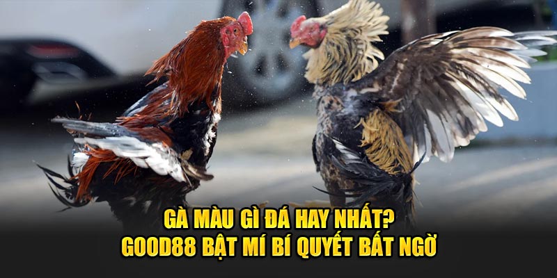 Ga-mau-gi-da-hay-nhat-Good88-bat-mi-bi-quyet-bat-ngo