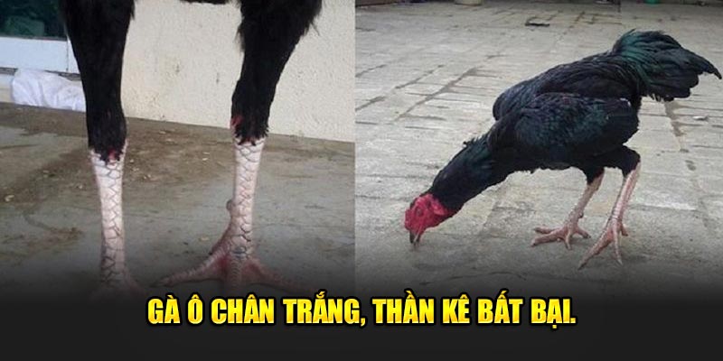 Ga-o-chan-trang-than-ke-bat-bai