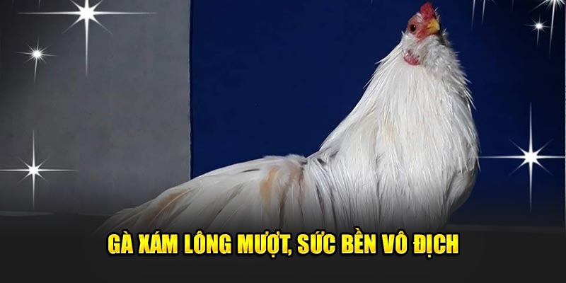 Ga-xam-long-muot-suc-ben-vo-dich