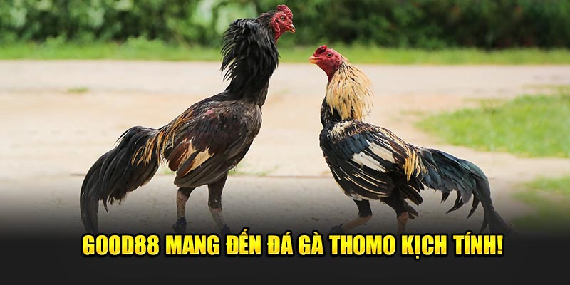 Good88-mang-den-da-ga-Thomo-kich-tinh