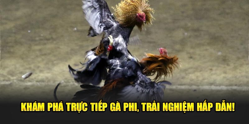 Kham-pha-truc-tiep-ga-phi-trai-nghiem-hap-dan