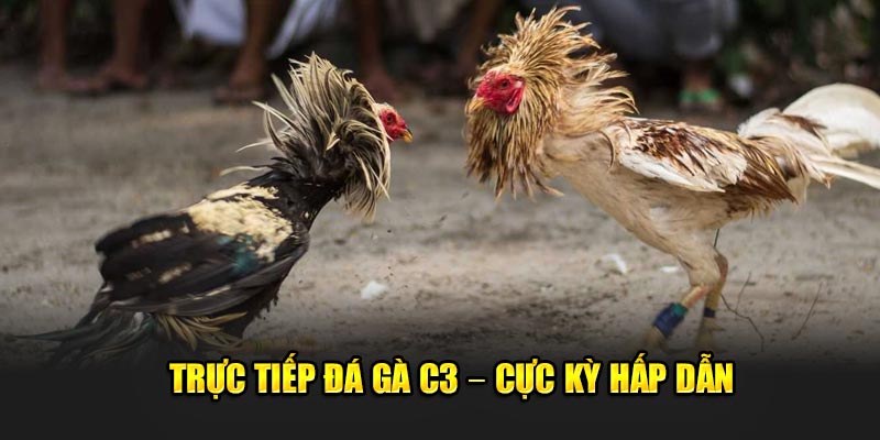 Truc-tiep-Da-Ga-C3-–-Cuc-ky-hap-dan