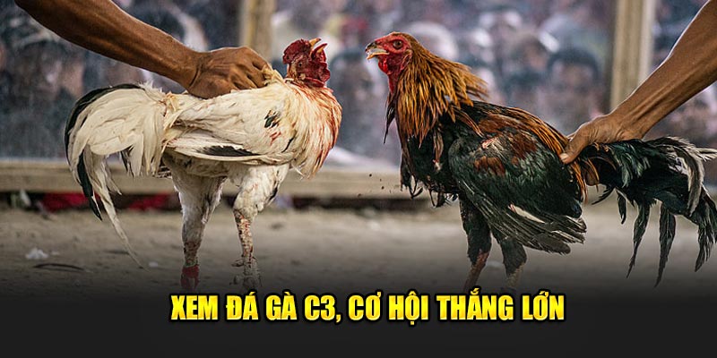 Xem-Da-Ga-C3-co-hoi-thang-lon